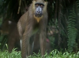 Thumb mandrills 