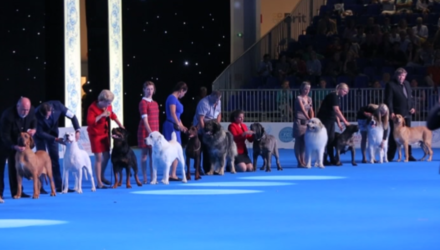 World dog show1