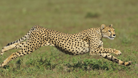 Cheetah